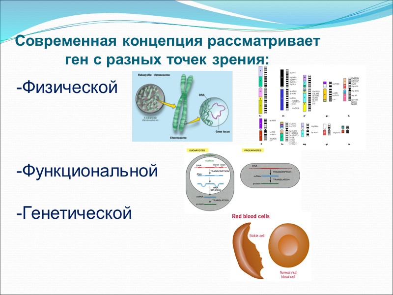 Современная концепция рассматривает ген с разных точек зрения: Физической    Функциональной 
